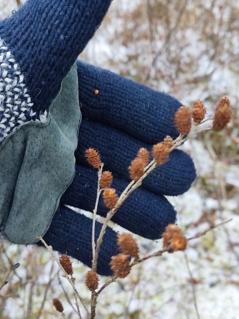 Betula humilis photo 2