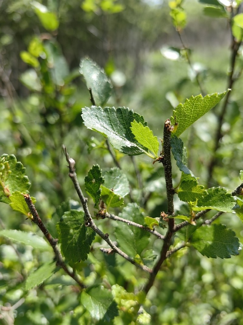 Betula humilis photo 3