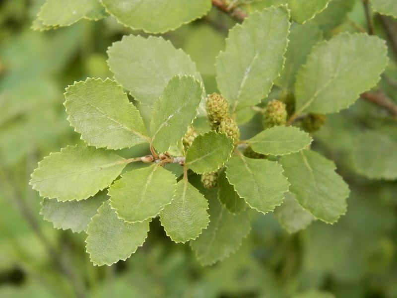 Betula humilis photo 4