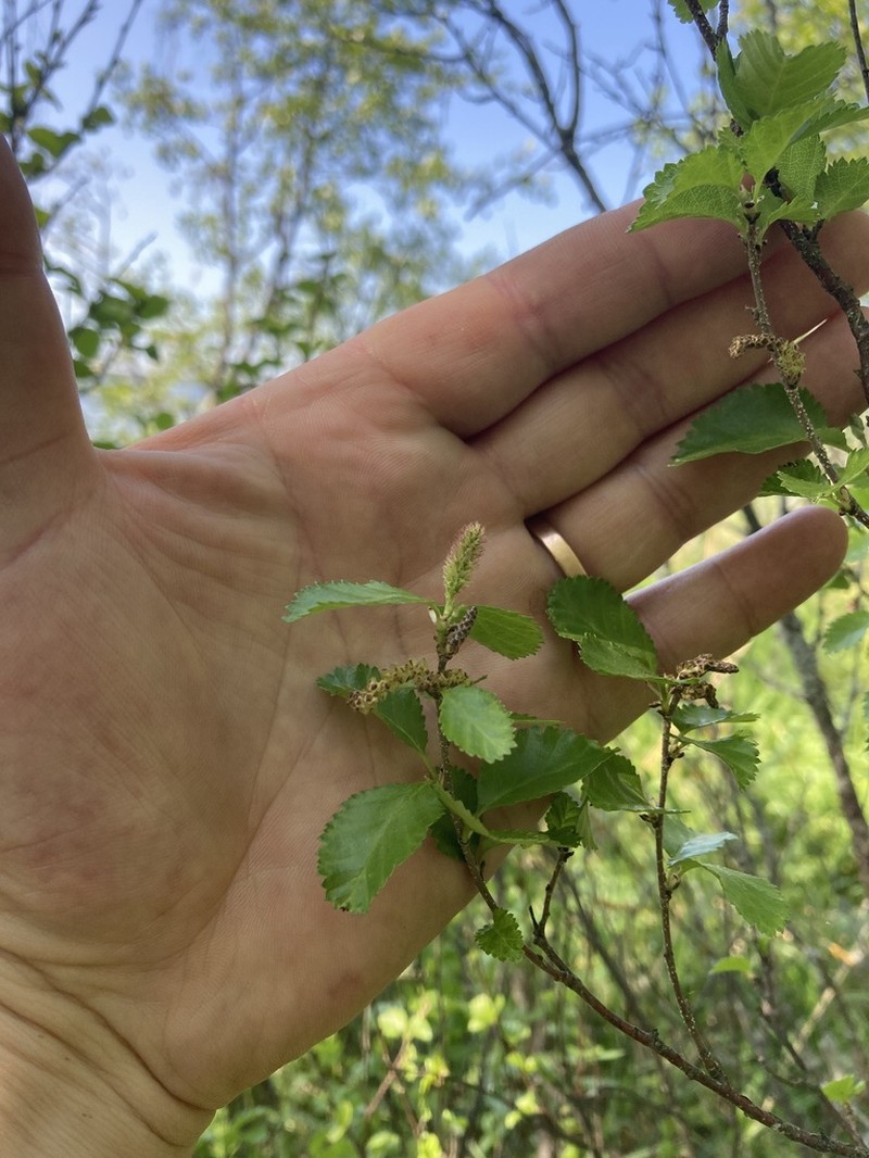 Betula humilis photo 5