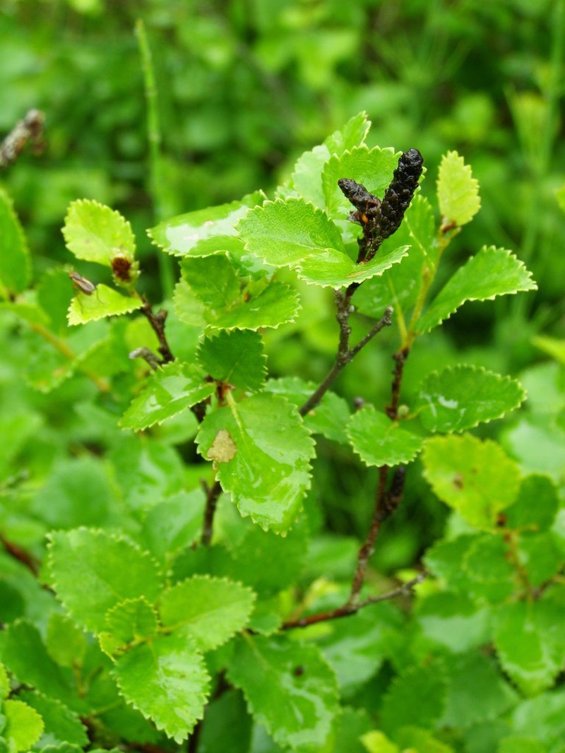 Betula humilis photo 7