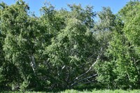 Betula karagandensis