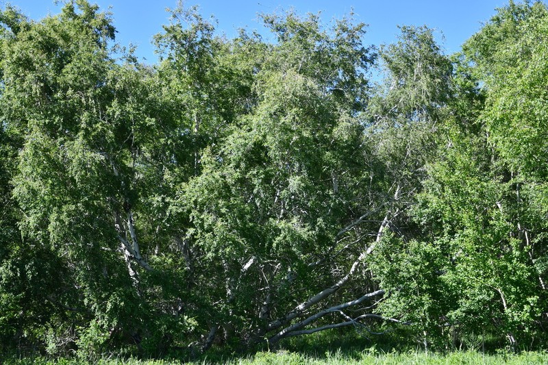 Betula karagandensis
