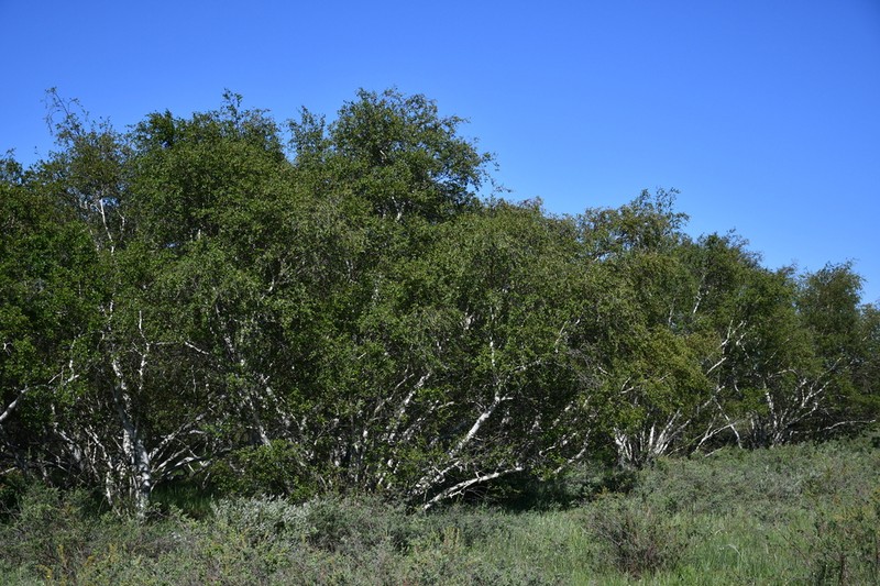 Betula karagandensis photo 2