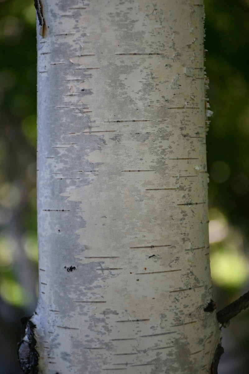 Betula karagandensis photo 3