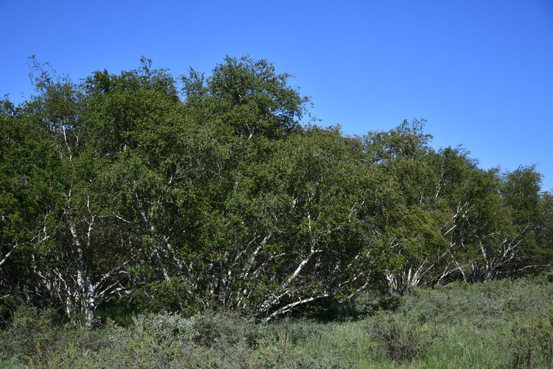 Betula karagandensis photo 4