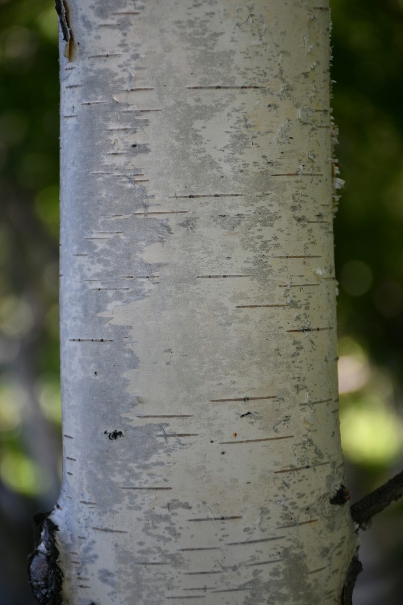 Betula karagandensis photo 5