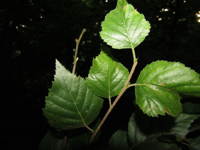 Betula klokovii photo 2
