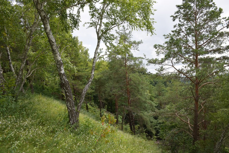 Betula klokovii