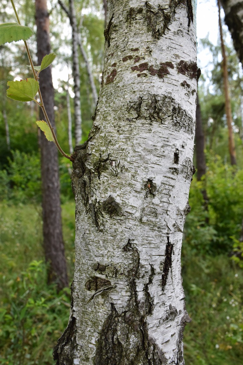 Betula klokovii photo 3