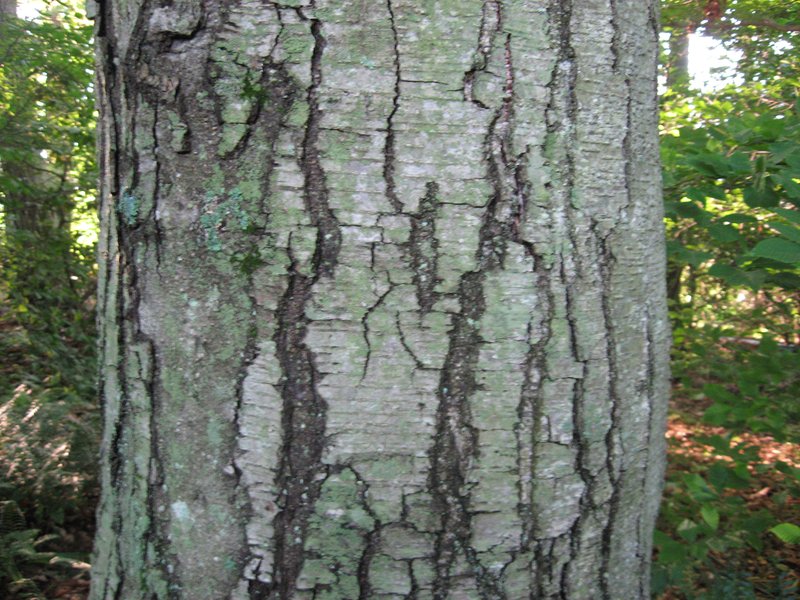 Sweet Birch photo 2