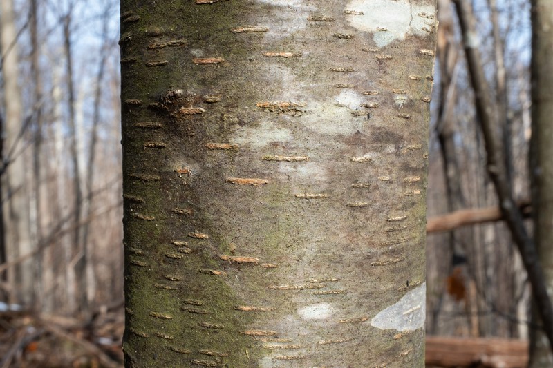 Sweet Birch photo 3