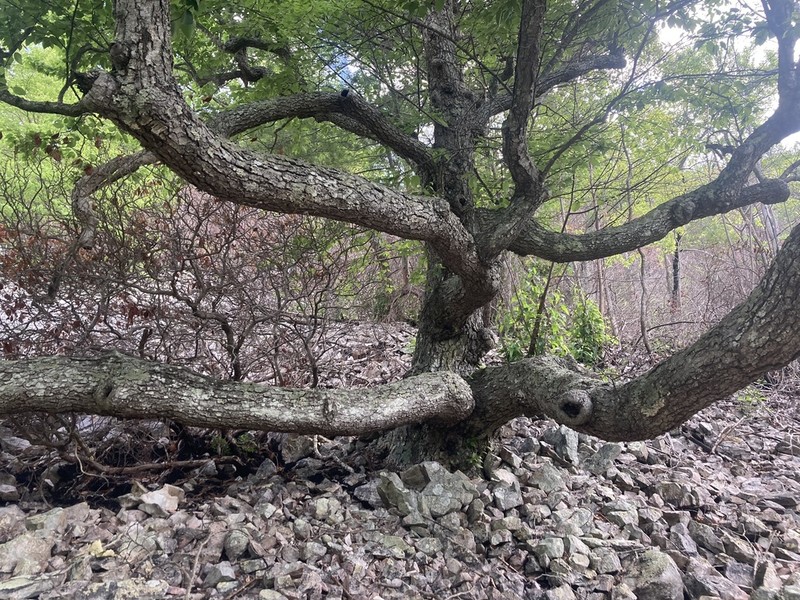Sweet Birch photo 4
