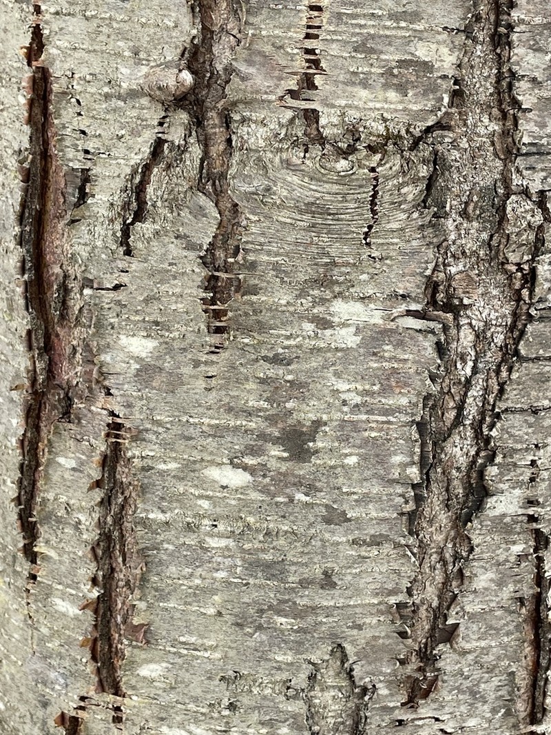 Sweet Birch photo 5