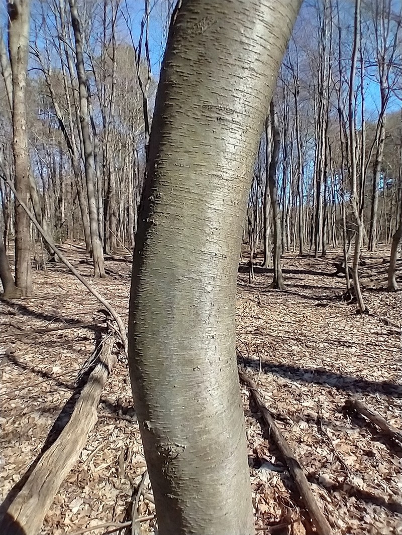 Sweet Birch photo 6