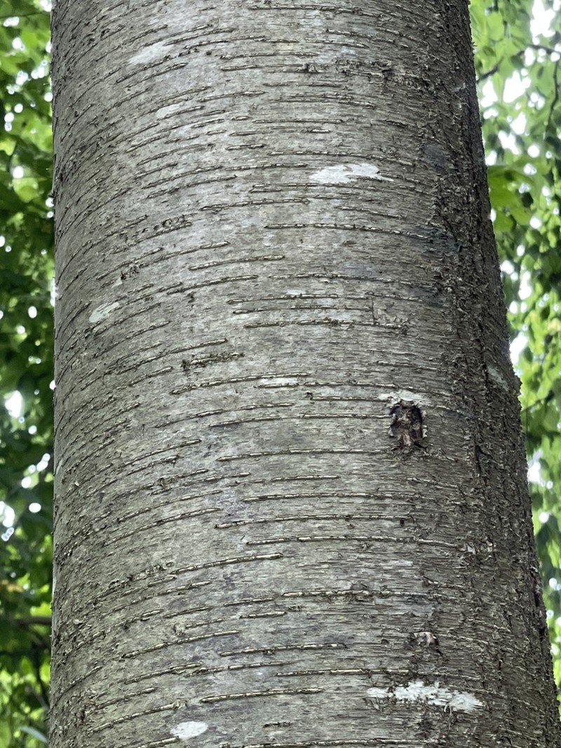 Sweet Birch photo 7