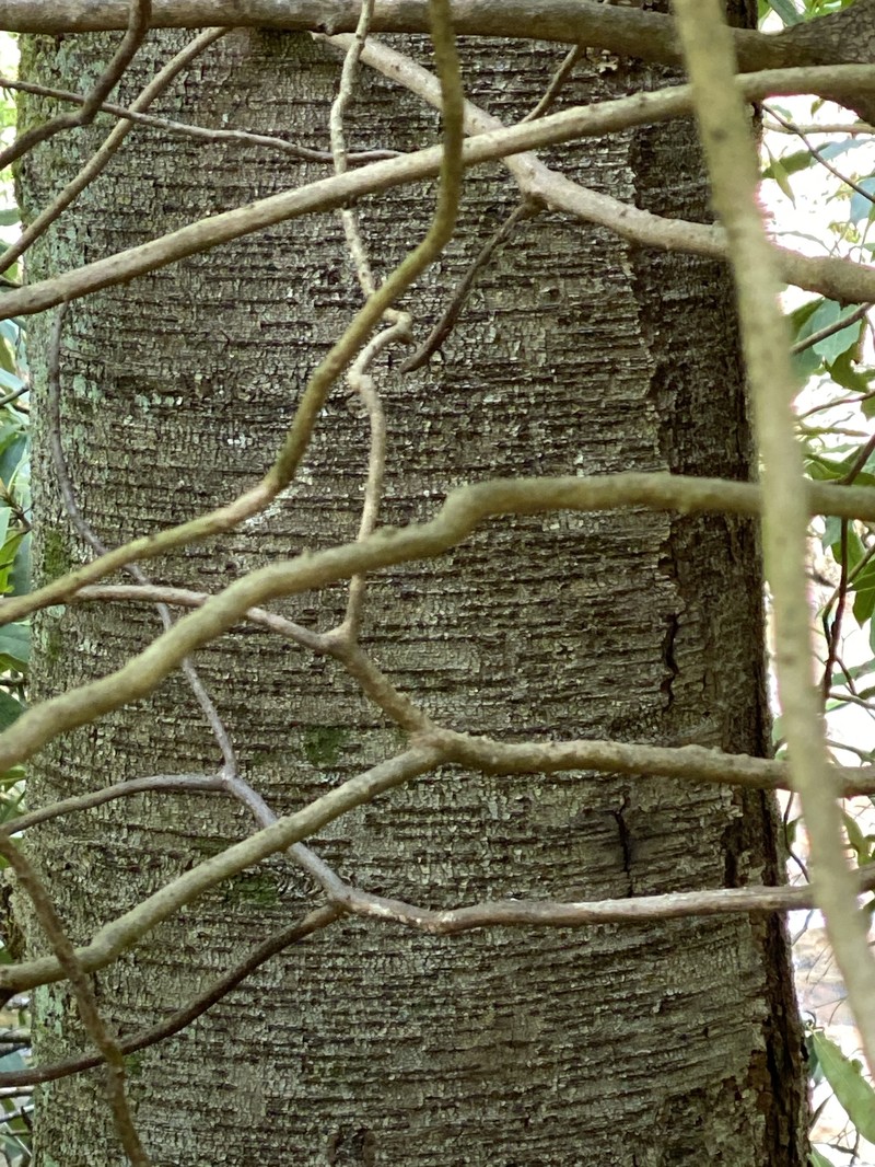 Betula lenta f. lenta