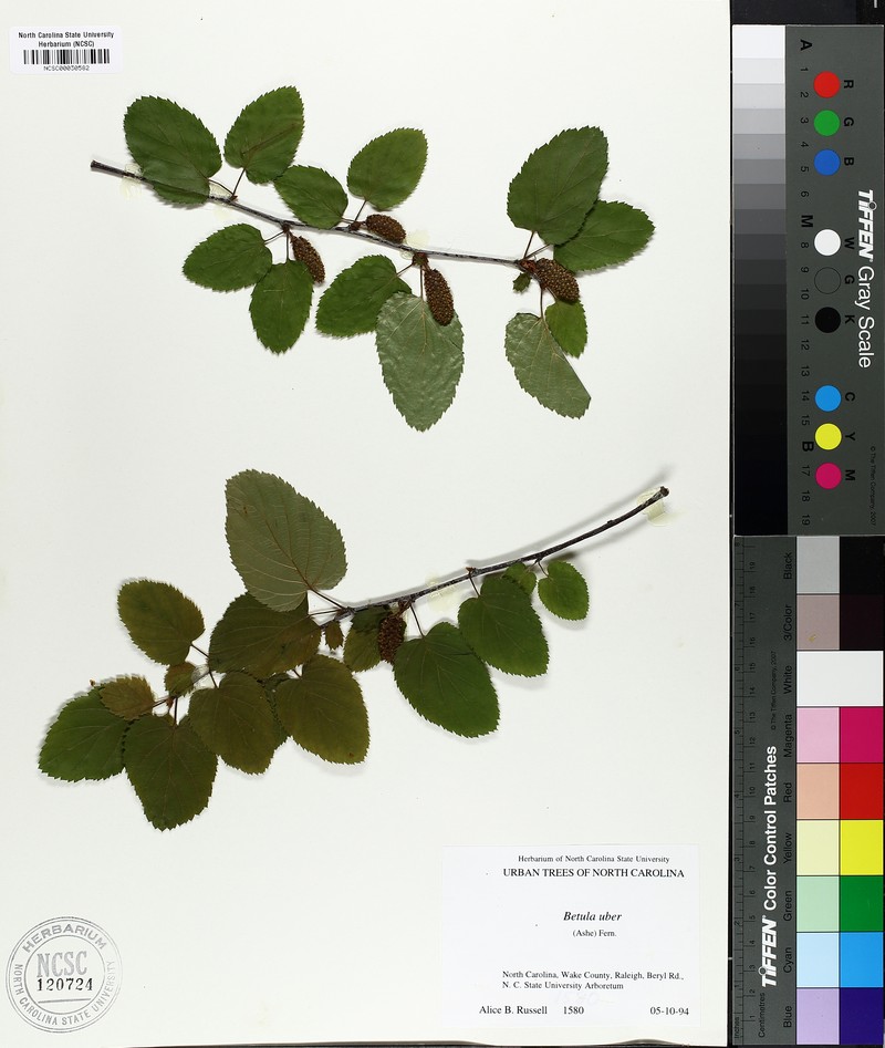Virginia Roundleaf Birch photo 5