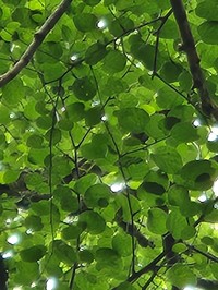 Virginia Roundleaf Birch