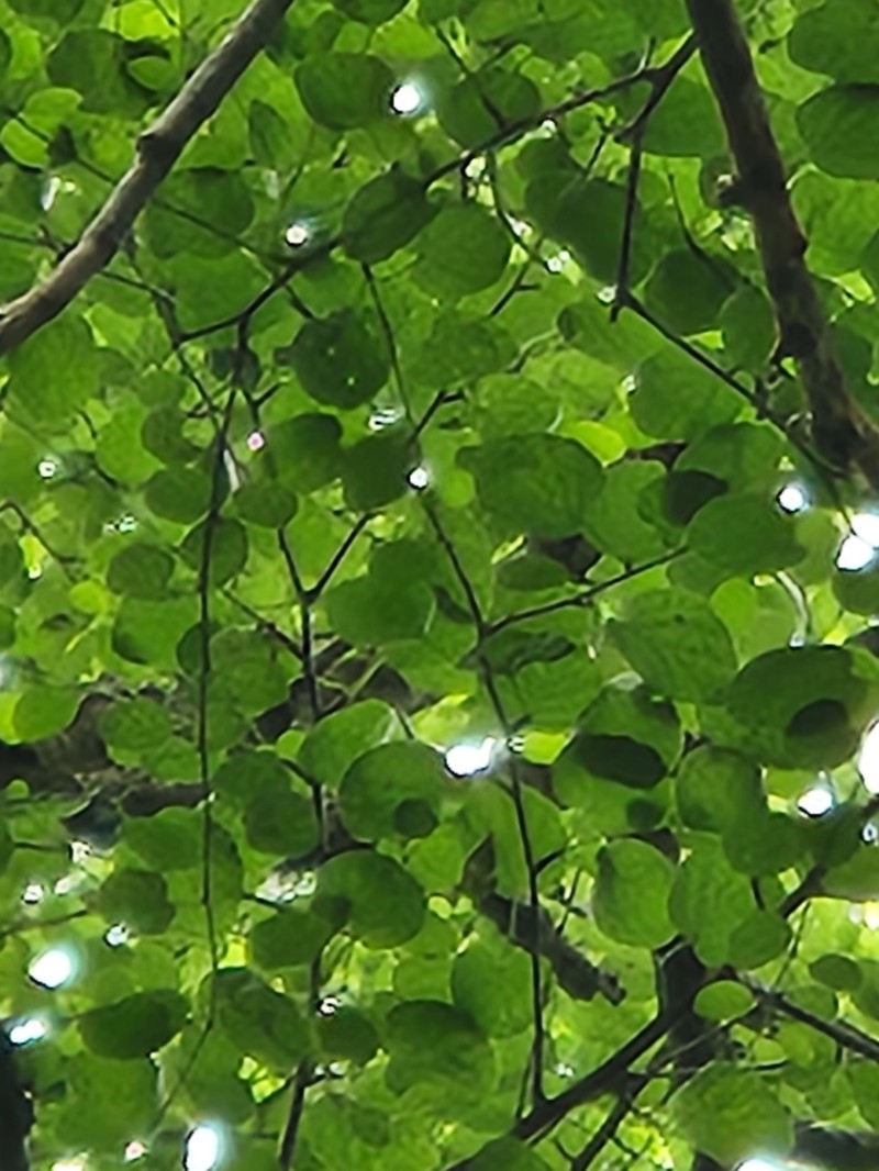 Virginia Roundleaf Birch