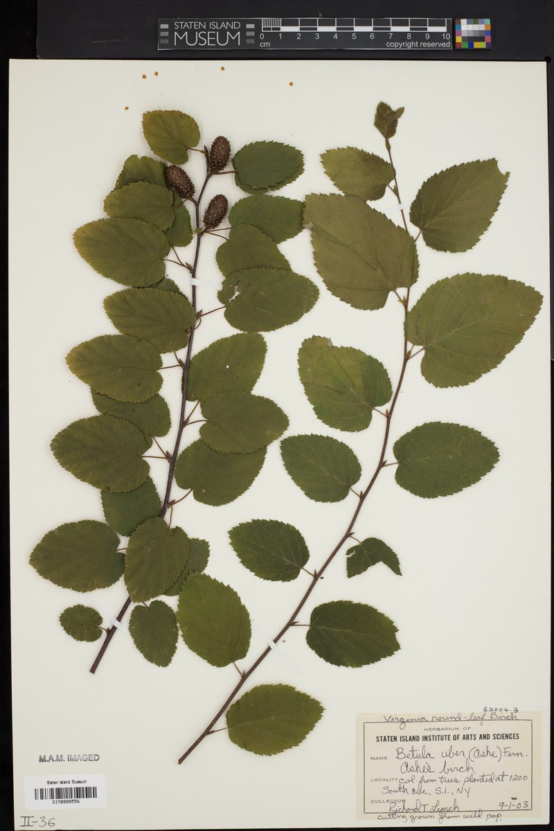 Virginia Roundleaf Birch photo 2