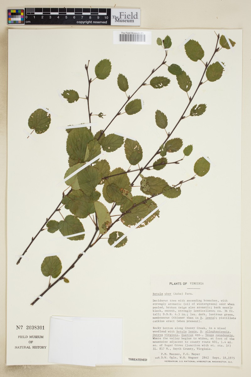 Virginia Roundleaf Birch photo 3