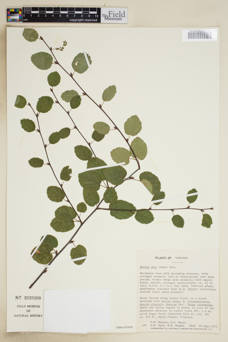 Virginia Roundleaf Birch photo 4