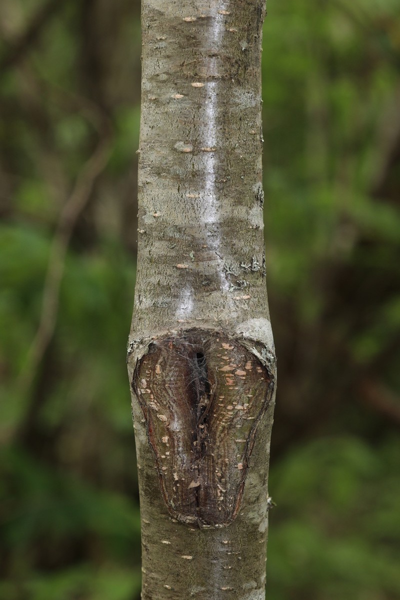Betula luminifera