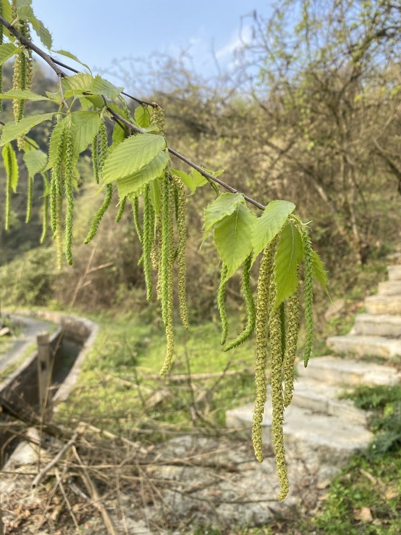 Betula luminifera photo 2