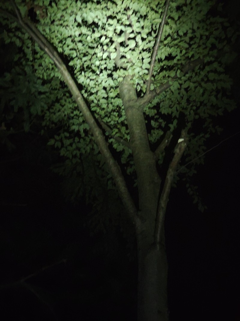 Betula luminifera photo 3