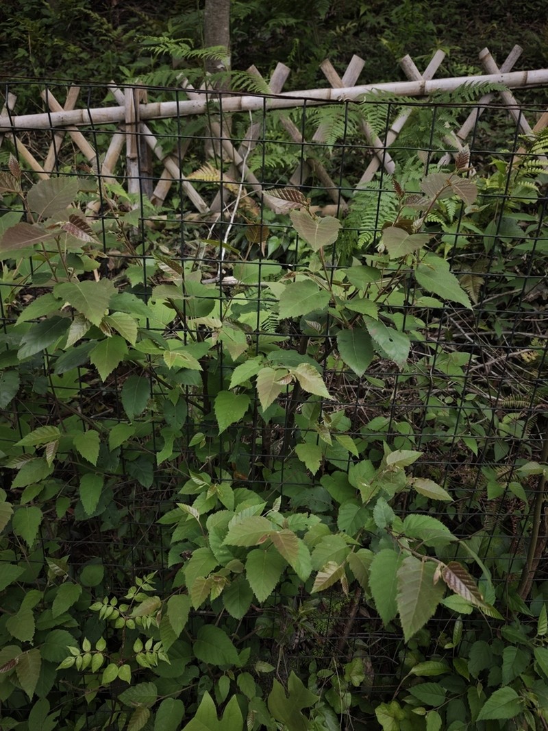 Betula luminifera photo 5