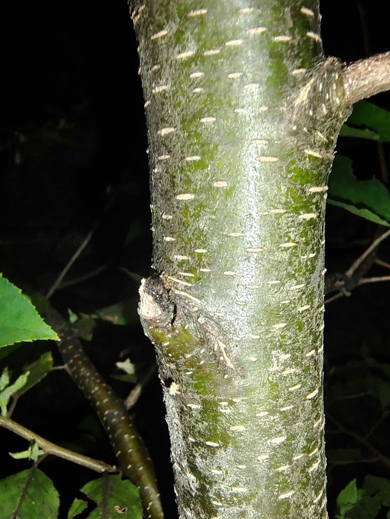 Betula luminifera photo 6