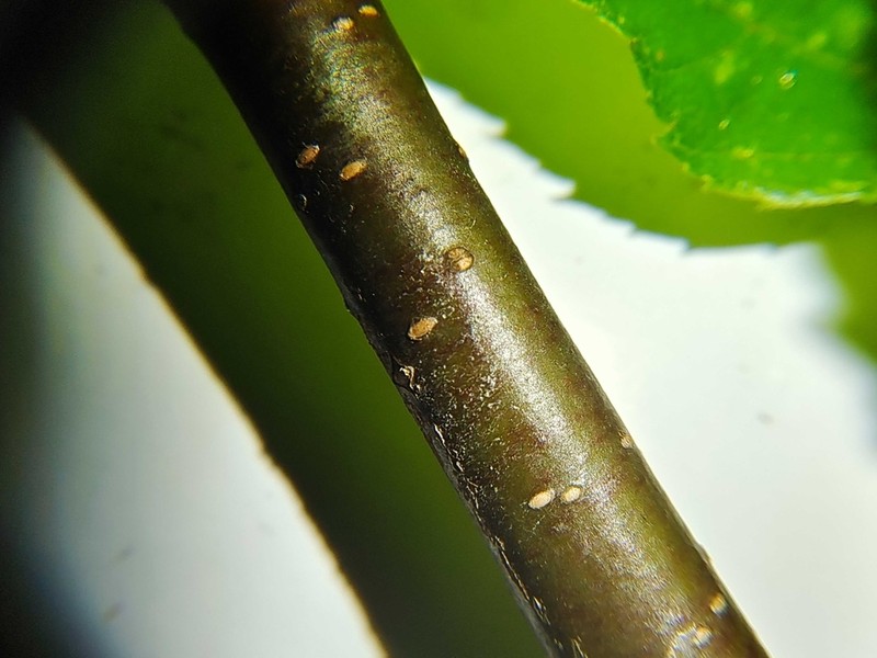 Betula luminifera photo 7