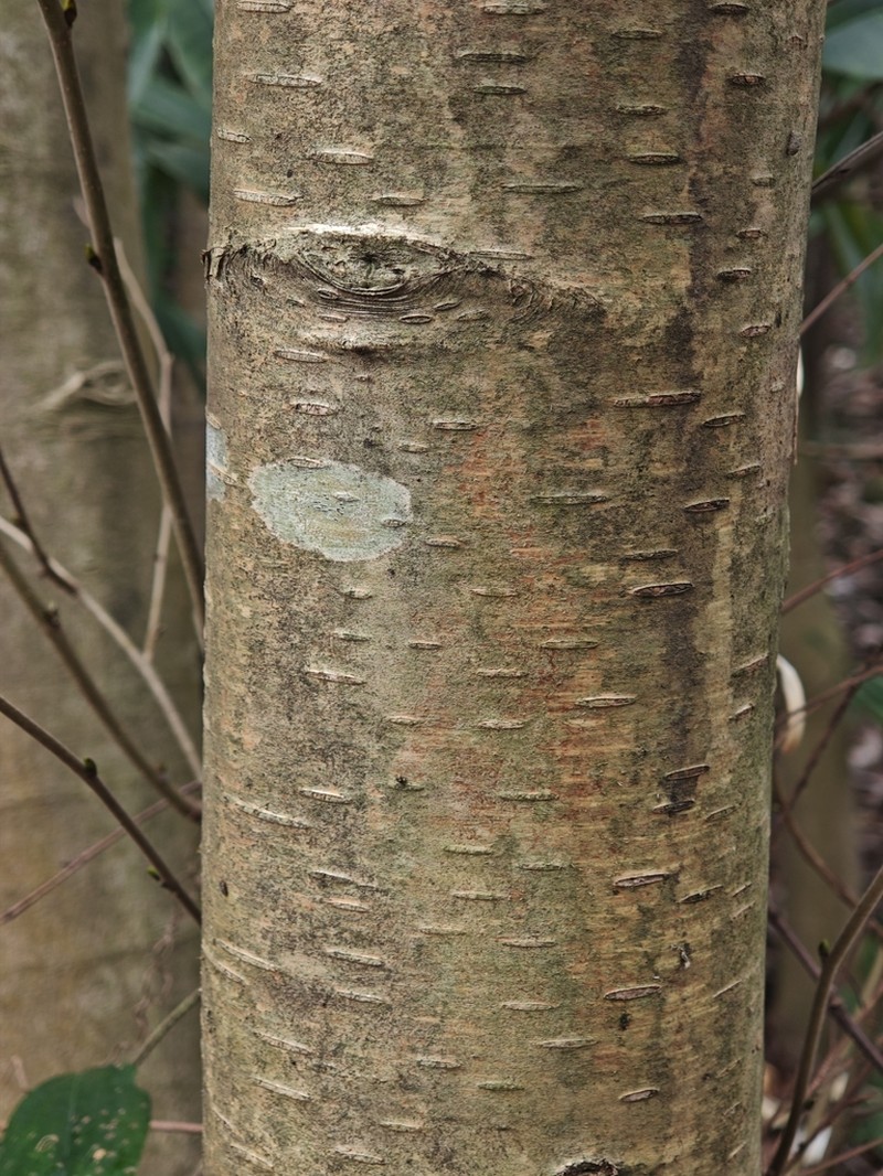 Betula luminifera photo 8