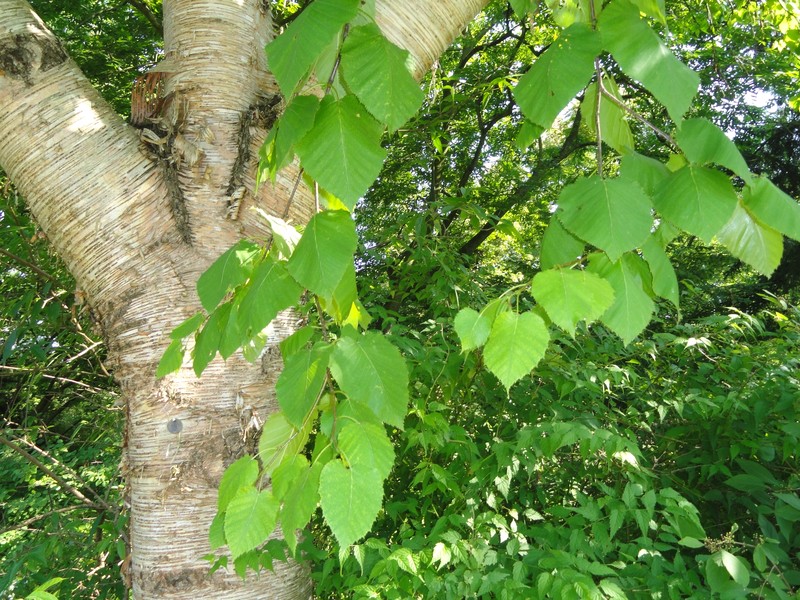 Monarch Birch