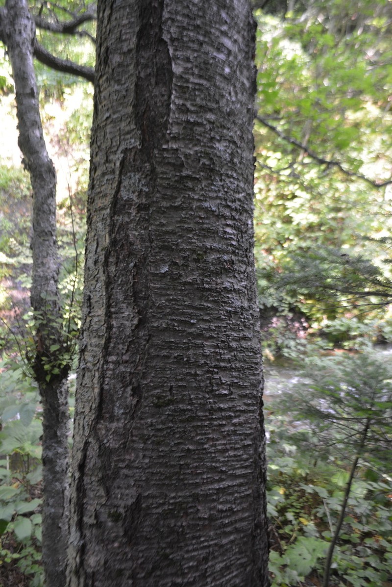Monarch Birch photo 2