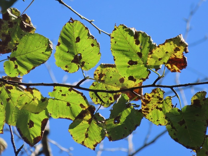 Monarch Birch photo 5