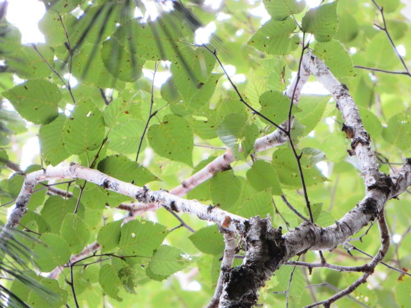 Monarch Birch photo 6