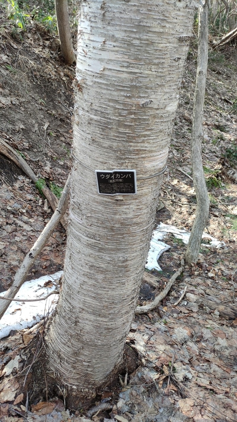 Monarch Birch photo 7