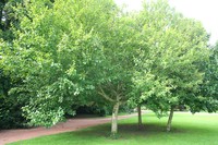 Betula medwediewii