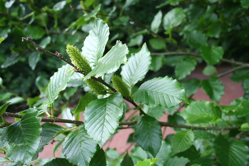 Betula medwediewii photo 2