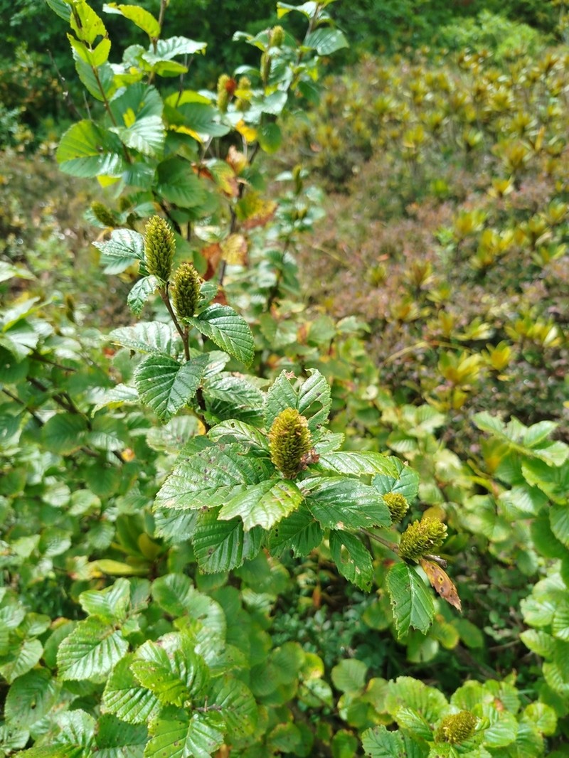Betula medwediewii photo 3