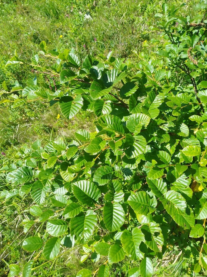 Betula medwediewii photo 4