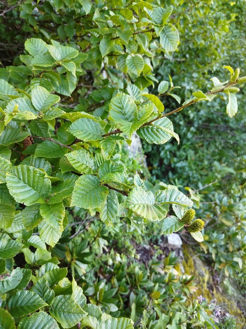 Betula medwediewii photo 5
