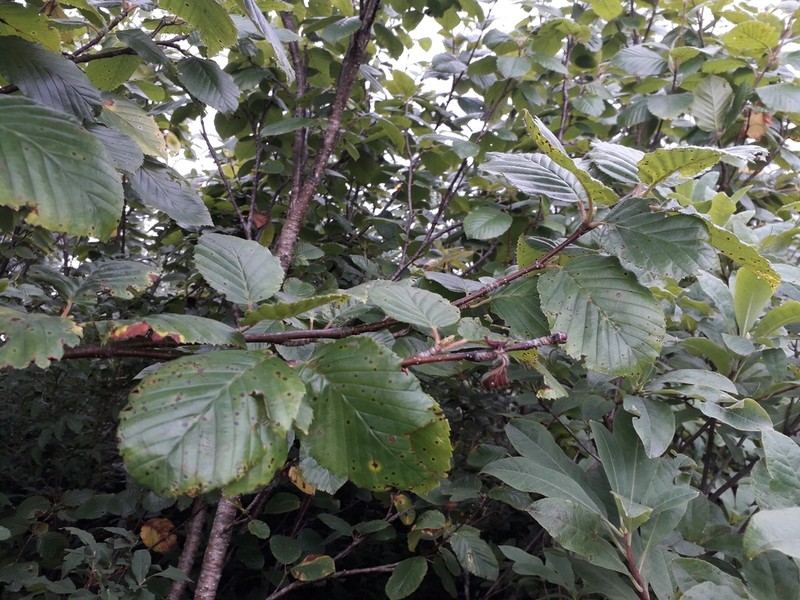 Betula medwediewii photo 6