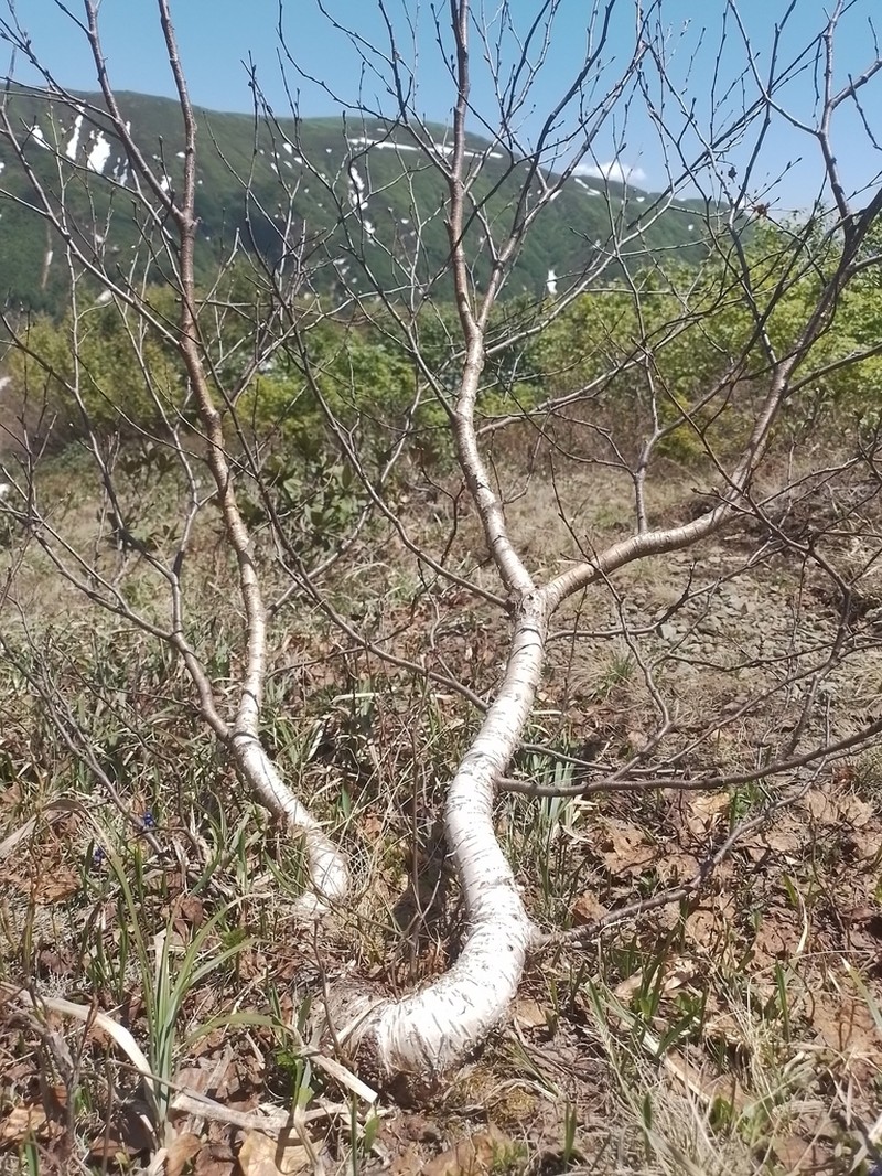 Betula medwediewii photo 7
