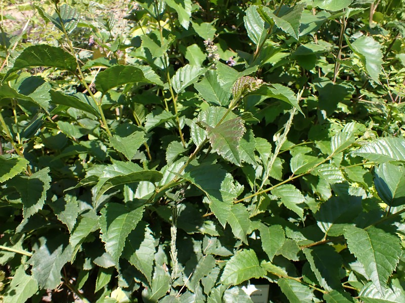 Betula megrelica photo 2