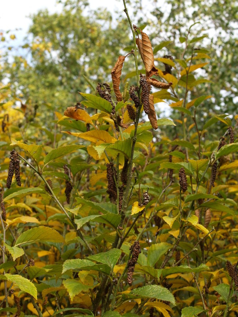 Betula megrelica photo 3