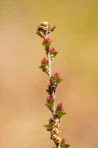 Newfoundland Dwarf Birch