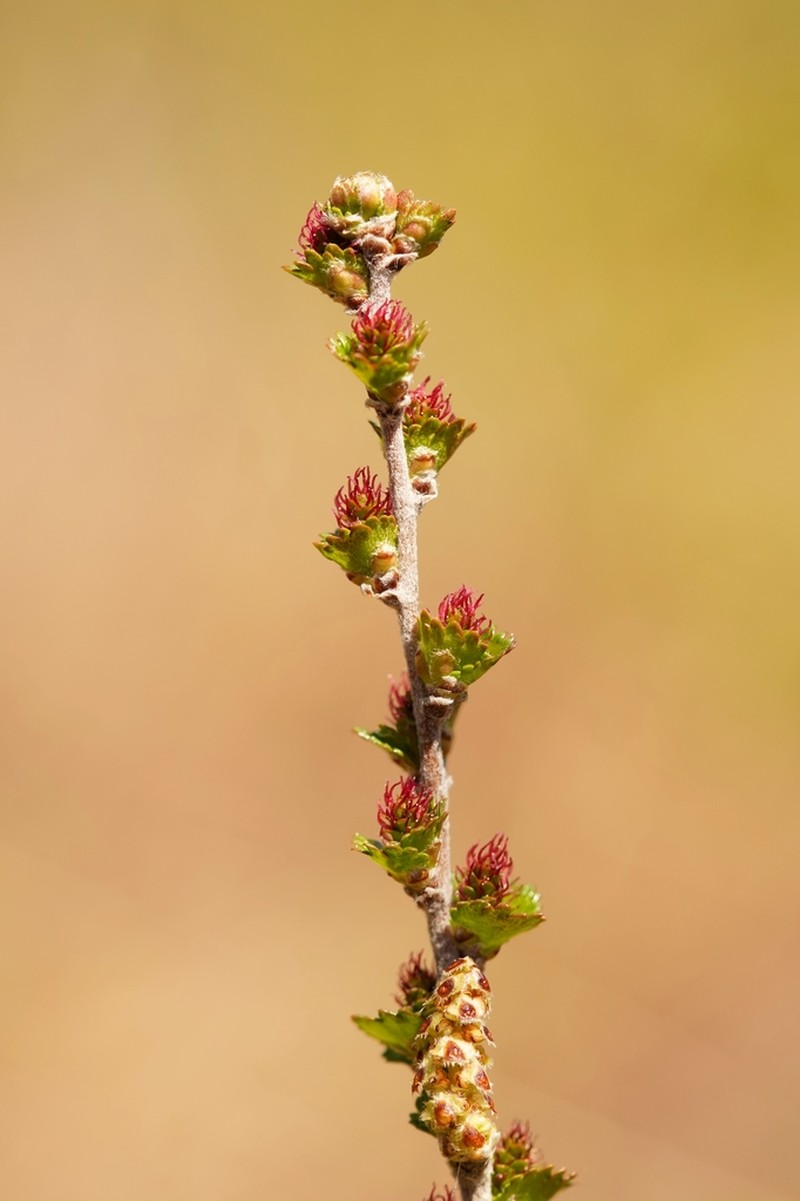 Newfoundland Dwarf Birch